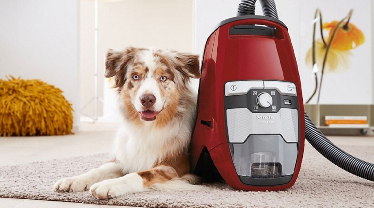 Blizzard CX1 Cat & Dog PowerPoint mango